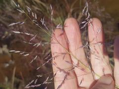Eragrostis hierniana
