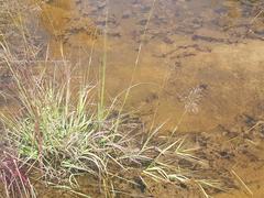 Eragrostis hierniana
