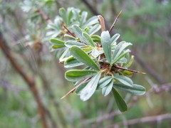 Caragana spinosa