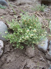 Artemisia jacutica