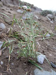 Artemisia jacutica
