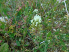 Trifolium xanthinum