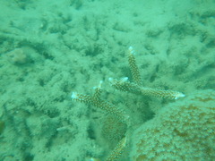 Acropora muricata