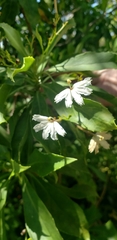 Scaevola gaudichaudiana