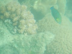 Halichoeres melanurus