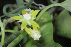 Araujia brachystephana