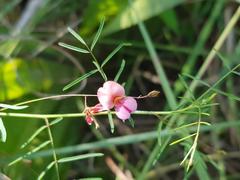 Indigofera filipes