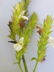 Isoglossa glandulosissima
