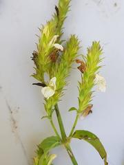 Isoglossa glandulosissima