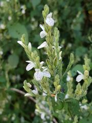 Isoglossa macowanii