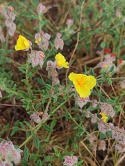Helianthemum