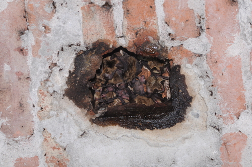 Small Big-eared Brown Bat