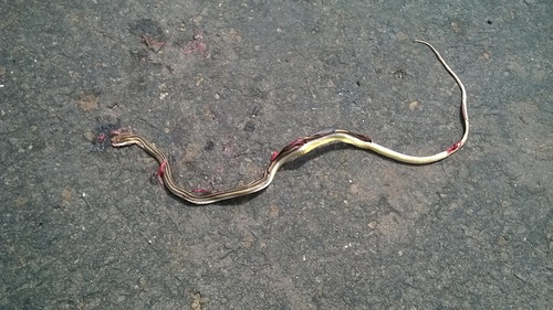 Pakistan Sand Racer