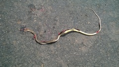 Psammophis leithii