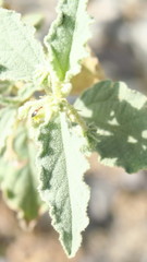 Chrozophora oblongifolia