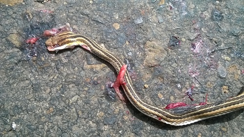 Pakistan Sand Racer