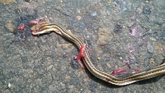 Psammophis leithii
