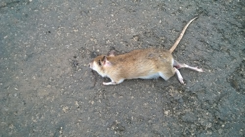 Indian Gerbil