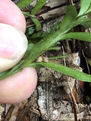 Tmesipteris truncata