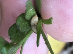 Tmesipteris truncata