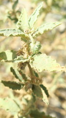 Chrozophora oblongifolia