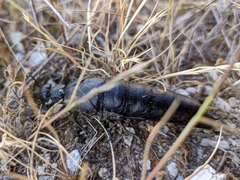 Berberomeloe tenebrosus