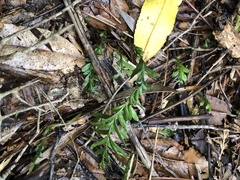 Tmesipteris truncata