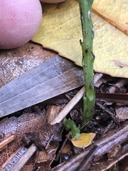 Tmesipteris truncata