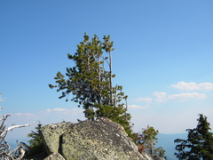 Pinus albicaulis