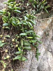 Bulbophyllum shepherdii