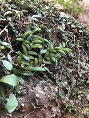 Bulbophyllum shepherdii