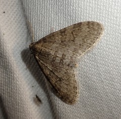 Trichopteryx carpinata