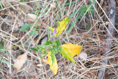 Solanum diversiflorum