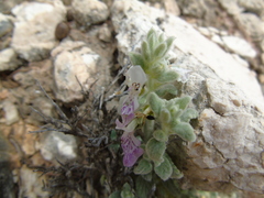 Stachys ionica