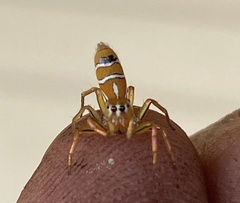 Cosmophasis bitaeniata