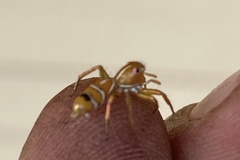 Cosmophasis bitaeniata