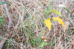 Solanum diversiflorum