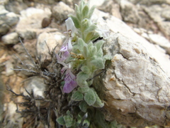 Stachys ionica
