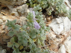Stachys ionica