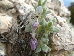 Stachys ionica