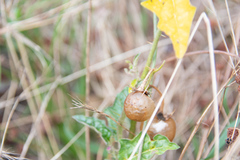 Solanum diversiflorum