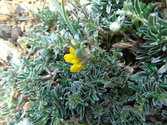 Anthyllis hermanniae