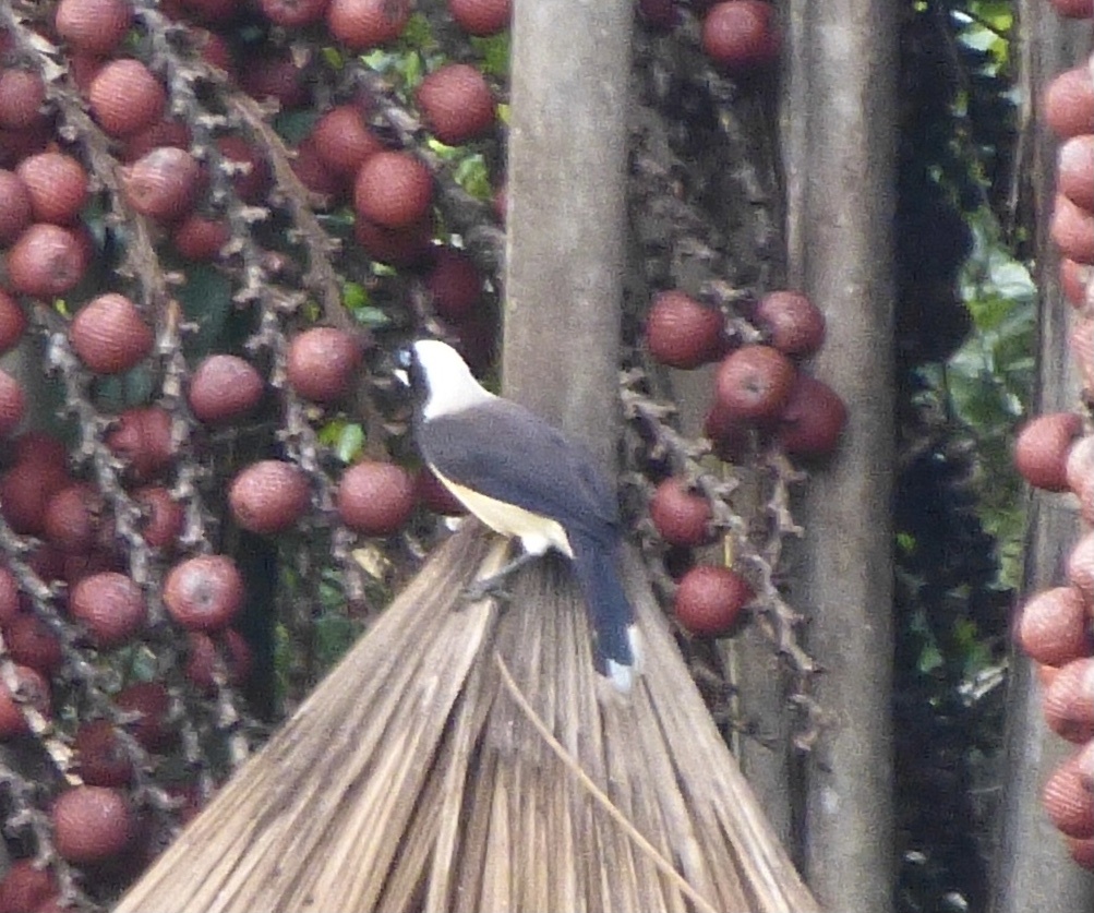 Cayenne Jay (Cyanocorax cayanus), photo 5
