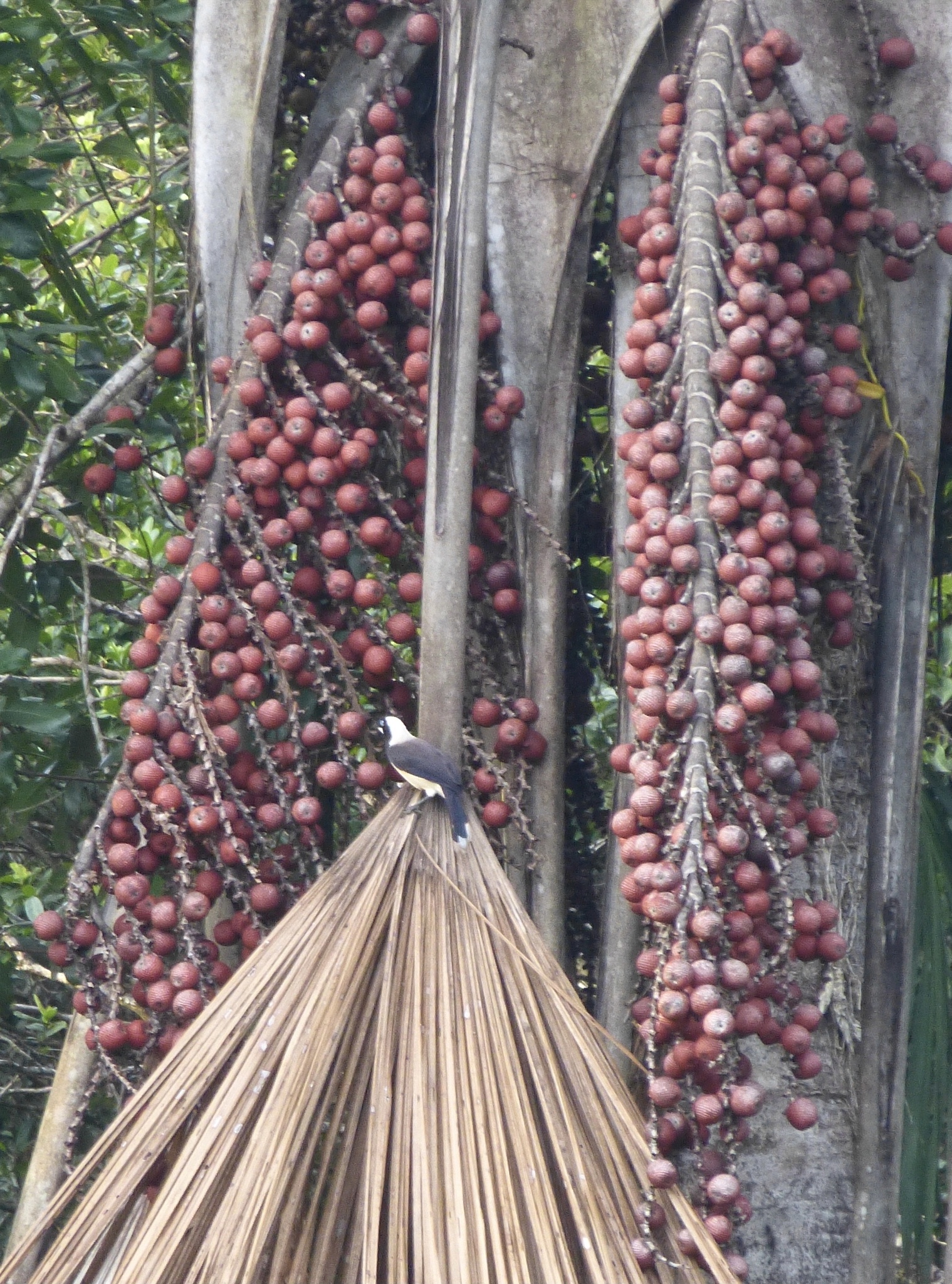 Cayenne Jay (Cyanocorax cayanus), photo 6