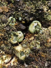 Dictyosphaeria cavernosa