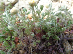 Anthemis tomentosa