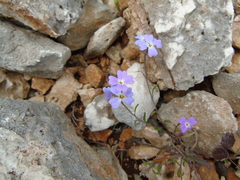 Malcolmia