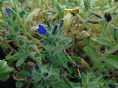 Echium arenarium