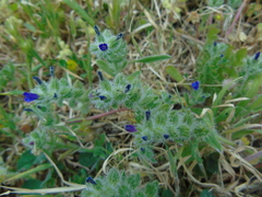 Echium arenarium