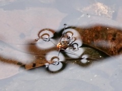 Metrocoris lituratus